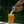 Orange Radler - 12 x 473 ml -  Limited Edition