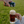 Ale Écossaise - 12 x 473ml - Édition Limitée